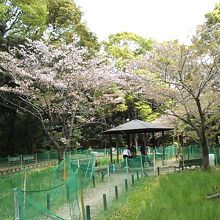 菖蒲田の中、桜に囲まれた東屋で静かに一息つけます