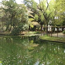 池のほとりの桜が静かな水面に写っていて綺麗でした