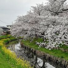 桜と菜の花