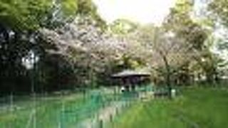 池のほとりや菖蒲田の中の桜が綺麗でした