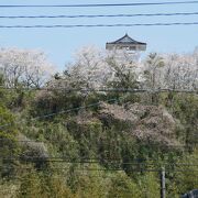 見事な桜、志布志の松山城址