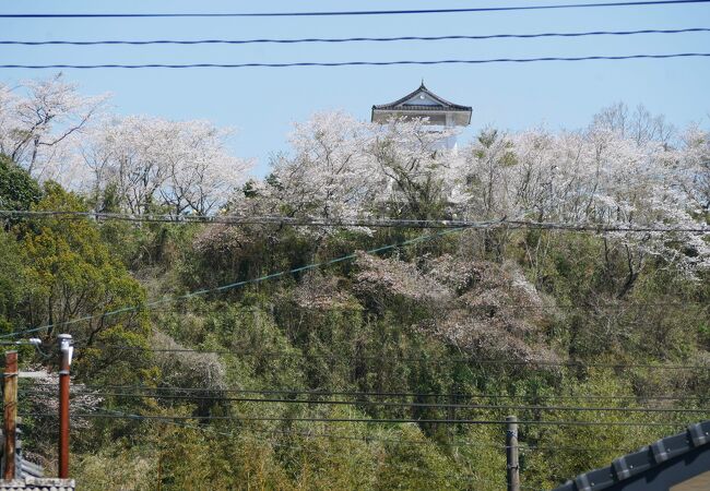 見事な桜、志布志の松山城址