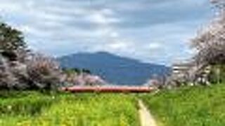 桜と菜の花のコラボレーション