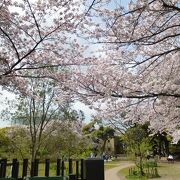 近くの公園では桜も満開