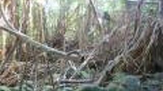 ジャングルのよう