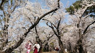 きれいな桜が見れました