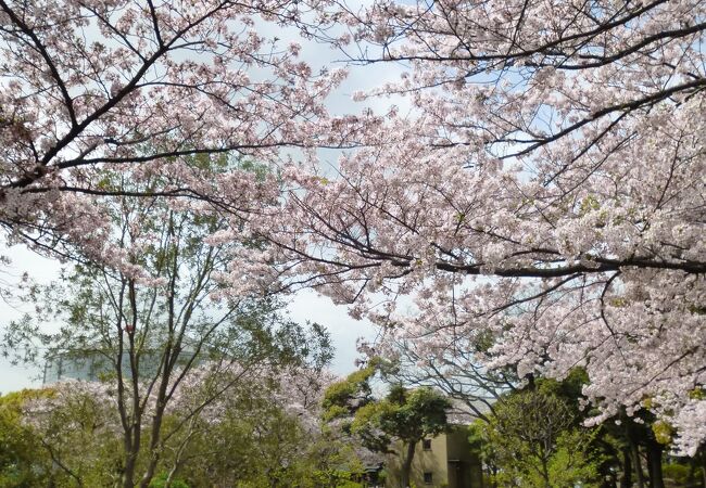 ニッケコルトンプラザ クチコミ アクセス 営業時間 市川 フォートラベル