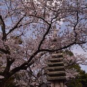 2021年桜便り6　妙顕寺