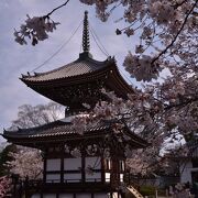 2021年桜便り7　本法寺