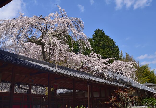 2021年桜便り10　十輪寺