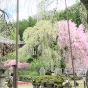 速報！ 清雲寺の枝垂れ桜　2021/4/3