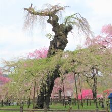 メインの樹齢600年のエドヒガン桜
