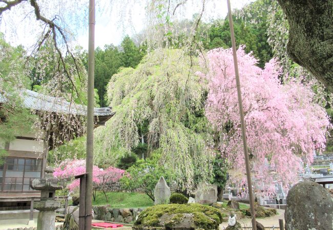 速報！ 清雲寺の枝垂れ桜　2021/4/3