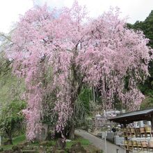 二種類の枝垂れ桜が同時に満開というのは無理な話しです