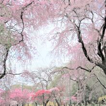ふわふわ～とした枝垂れ桜です
