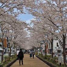 植え替えられた桜の木も成長してきた