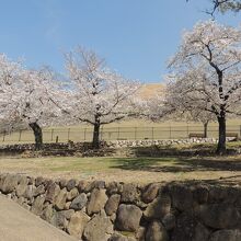 桜の向こう側が若草山