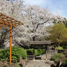 湖畔のぼたん園内の桜