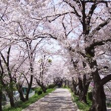 堤の桜もほぼ満開