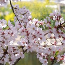 対岸の菜の花と桜