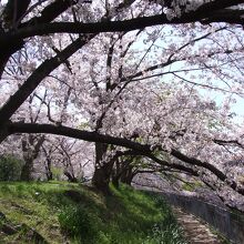 シルエットと桜爛漫