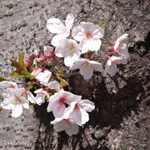 樹から顔を出した桜の花