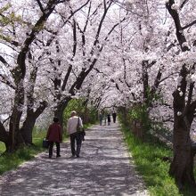 ５００ｍもま直ぐ続く桜トンネル