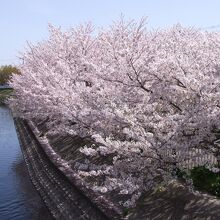 ふわふわ感の桜の見頃！