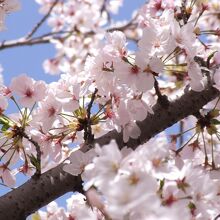 青い空に映える桜爛漫