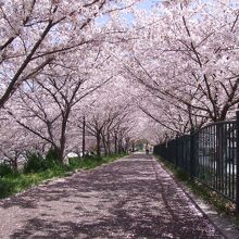 一番の桜トンネル～