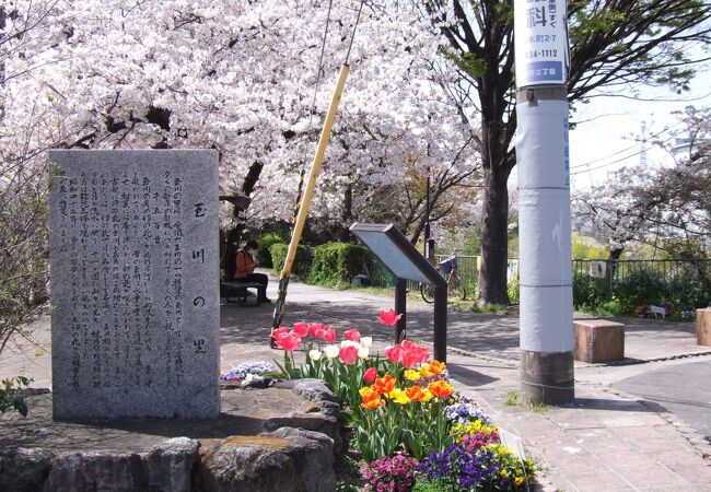 春爛漫～　桜爛漫です　～　玉川の里