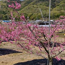 鮮やかなピンクの花が咲く