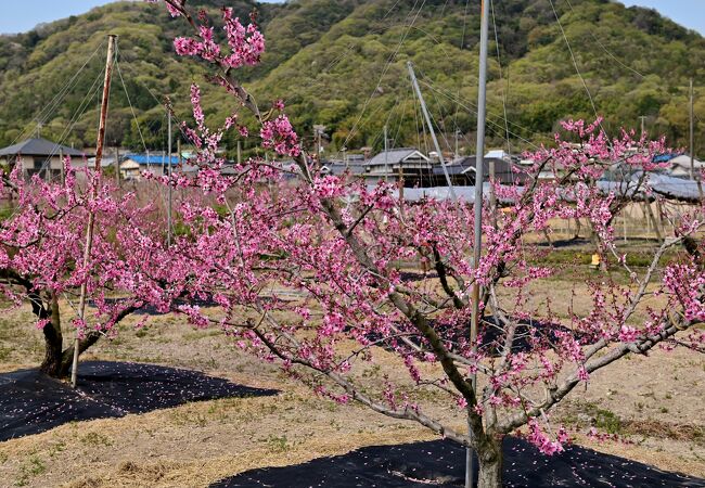 赤磐市山陽地域の桃畑