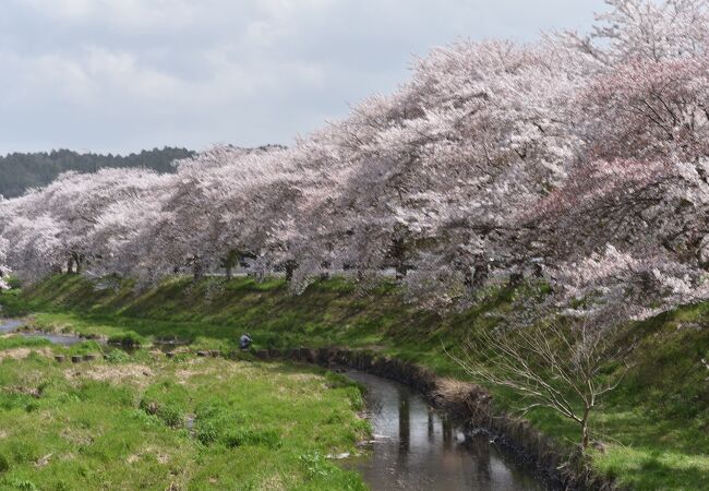 2021年桜便り13　やすらぎの道