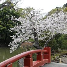 平家池と桜