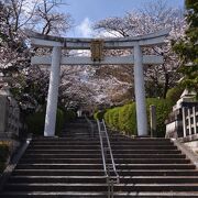 2021年桜便り15 宗忠神社