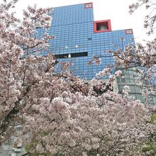 関西テレビ裏 最後の桜が咲く扇町公園 By Swal 扇町公園のクチコミ フォートラベル