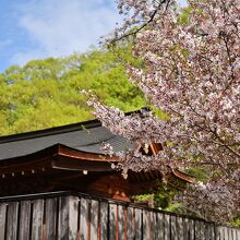 桜咲く本殿