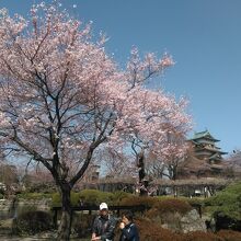 開花が進んでいる桜もありました。