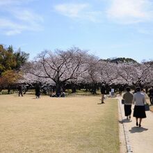 3月末には梅林の隣の桜林が満開(梅林はこの奥にある)