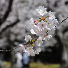 3月末には梅林の隣の桜林が満開