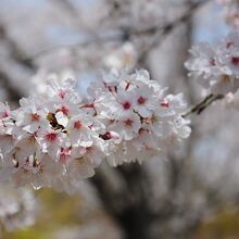 3月末には梅林の隣の桜林が満開