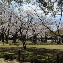 3月末には梅林の隣の桜林が満開