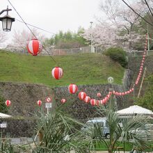 桜満開でも提灯は灯らず