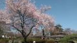 桜が咲き始めていました。