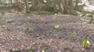 ザゼンソウの里公園