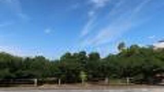 サクラなのか？