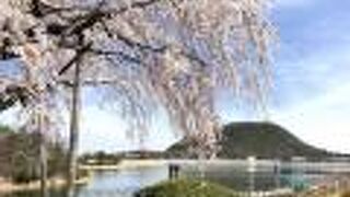 六甲山の一番東にある、まん丸カブトヤマ　と　満開の桜