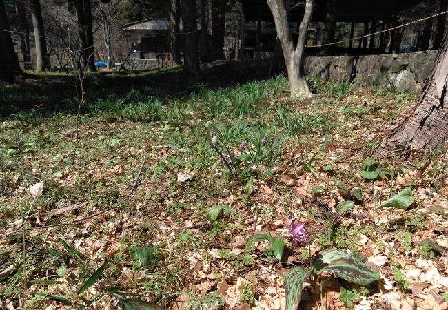 県立出早公園