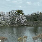 彦根城桜まつり